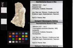 Foto (Objket + Etiketten) von Coelopus hoheneggeri (Moericke, 1889) 